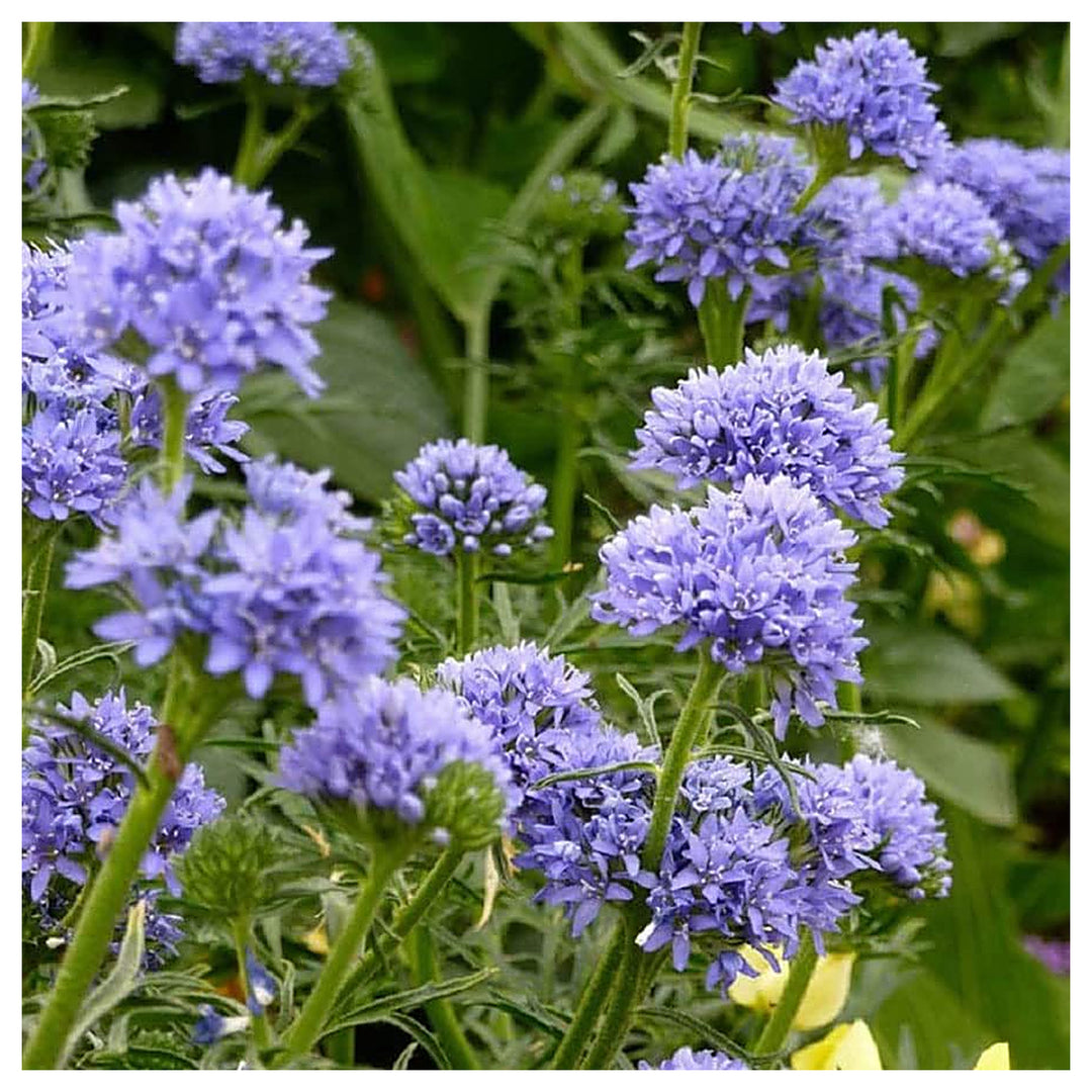 Heirloom Non-GMO Gilia Capitata Flower Seeds for Garden Planting – Blue Wildflower for Pollinators | Neera Seeds product photo [neera-v4-636a6b9f49f7f4449612]