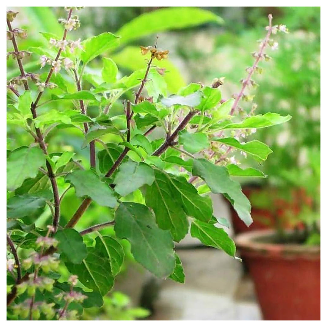 Basil Scented Flower Seeds for Planting – Heirloom, Non-GMO, Unique Fragrant Variety with High Germination | Neera Seeds product photo [neera-v4-636c1523b235daa39a32]