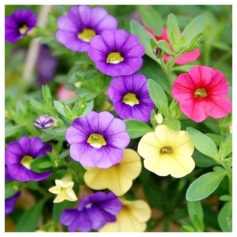 Heirloom Purple Calibrachoa Flower Seeds for Planting - Non-GMO, High Germination Organic Garden Blooming Seeds | Neera Seeds product photo [neera-v4-6375faf02e72e471a55b]
