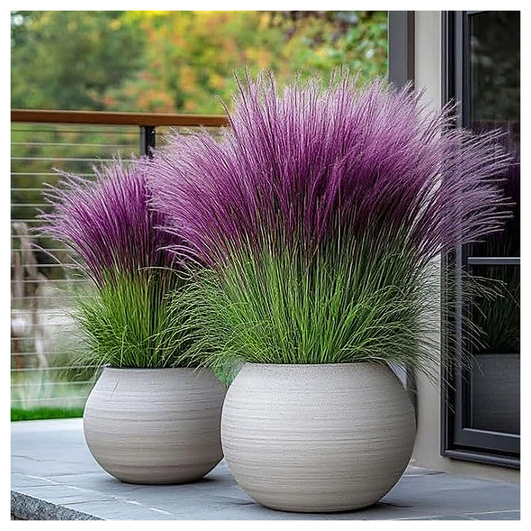 Marron and brown Pampas Grass Flower Seeds for Planting – Heirloom &amp; Non-GMO Ornamental Garden Seeds | Neera Seeds product photo [neera-v4-6377b1f1420245a67953]