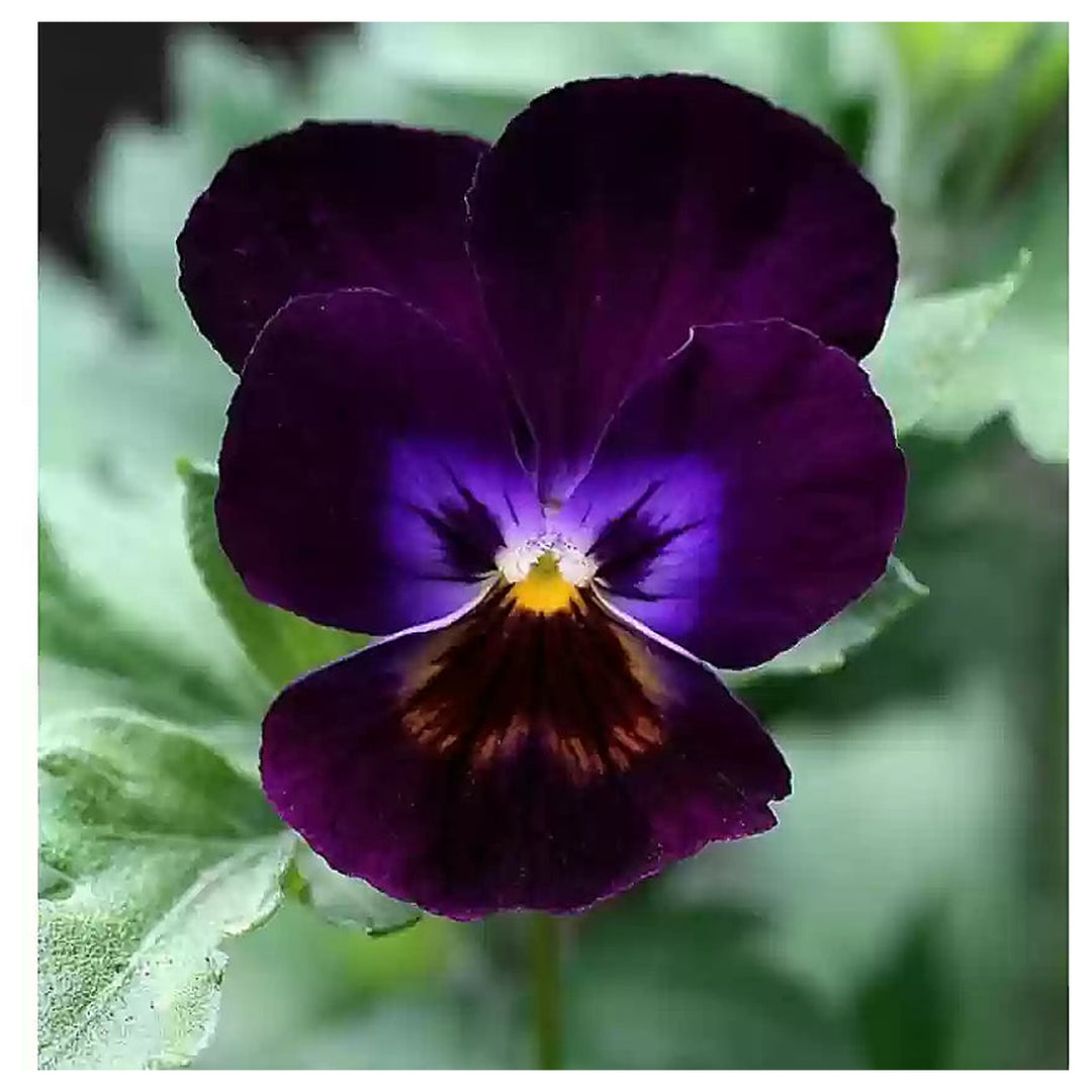 Violet Pansy Flower Seeds for Planting – Heirloom, Non-GMO, High Germination Garden Seeds | Neera Seeds product photo [neera-v4-63830c6a11daab6d0dec]