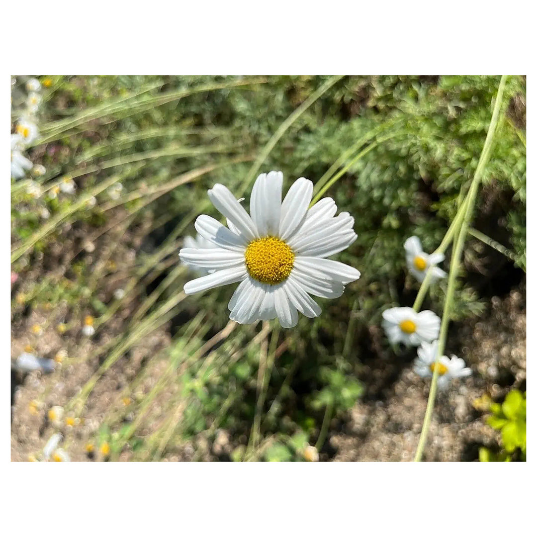Heirloom White Cinerariifolium Flower Seeds, Non-GMO Natural Insect-Repellent Blooms for Garden Planting | Neera Seeds product photo [neera-v4-6383f94cfacf40ebaa85]