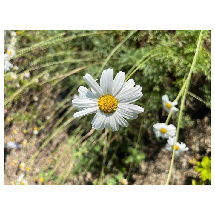 Heirloom White Cinerariifolium Flower Seeds, Non-GMO Natural Insect-Repellent Blooms for Garden Planting | Neera Seeds product photo [neera-v4-6383f94cfacf40ebaa85]