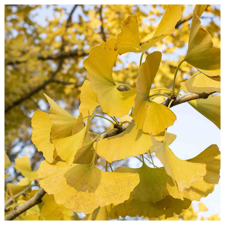 Ginkgo Flower Seeds – Heirloom Non-GMO Medicinal Tree Seeds for Ornamental Garden Landscapes | Neera Seeds product photo [neera-v4-63887dcf53cfb6269596]