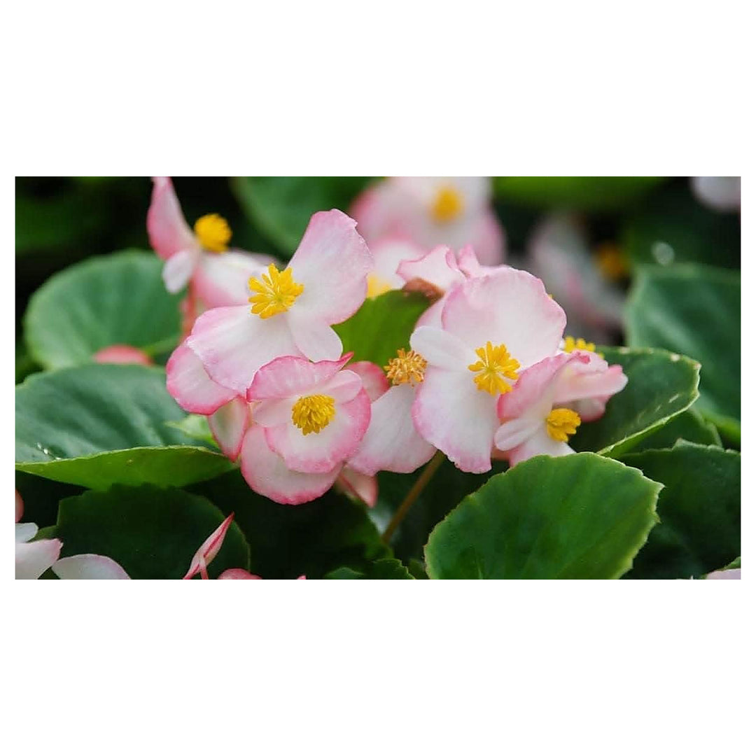Pink White Begonia Flower Seeds – Heirloom, Non-GMO Seeds for Planting Beautiful Garden Blooms | Neera Seeds product photo [neera-v4-638b351433a1ab732da7]