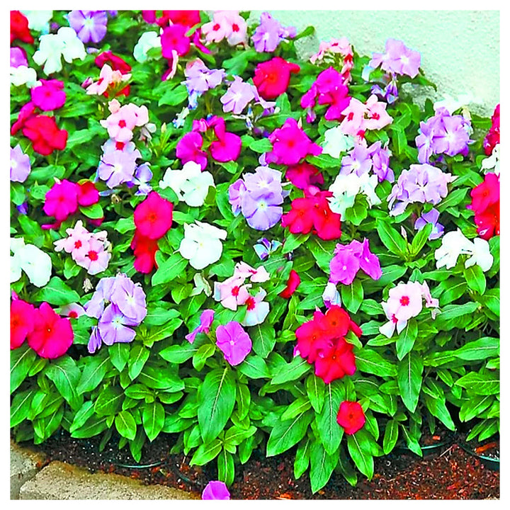 Mixed Vinca Flower Seeds for Planting – Heirloom, Non-GMO, High Germination Organic Garden Seeds | Neera Seeds product photo [neera-v4-639d05388f9444d9c701]