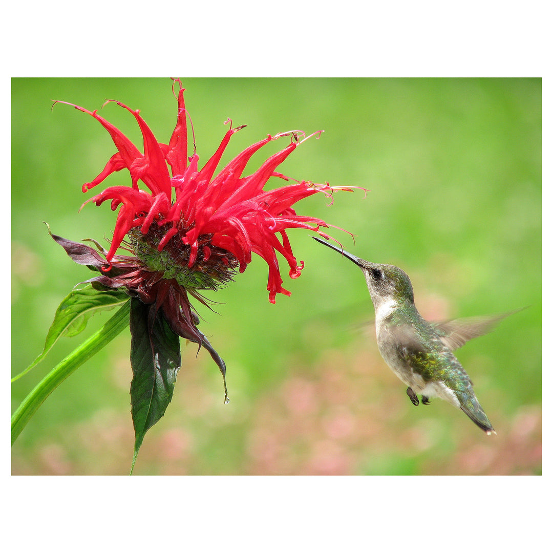 Organic Heirloom Monarda Flower Seeds for Planting – Mixed Panorama Bee Balm Non-GMO Organic Garden Seeds | Neera Seeds product photo [neera-v4-639d18aae76ea486e066]