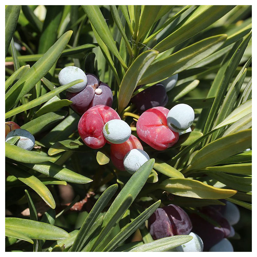 Heirloom Non-GMO Podocarpus Macrophyllus Plant Seeds for Planting – Organic Garden Seeds with High Germination | Neera Seeds product photo [neera-v4-63a1570f397af41209bc]