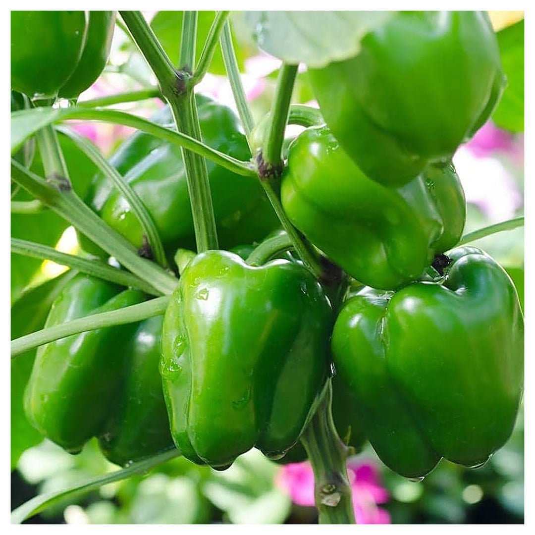 Green Sweet Pepper Seeds – Heirloom, Non-GMO Capsicum Seeds for Home Garden and Container Growing | Neera Seeds product photo [neera-v4-63ac6b4f5696f78847e6]