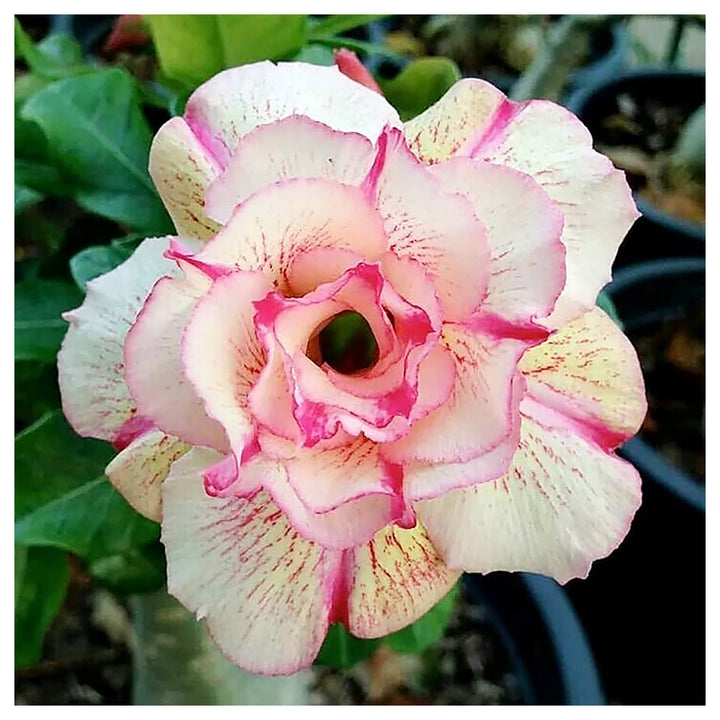Desert Rose Seeds (Adenium Obesum) – Popular Succulent Plant Seeds for Planting – Heirloom, Non-GMO, High Germinati | Neera Seeds product photo [neera-v4-63c8ff4daba79821e058]