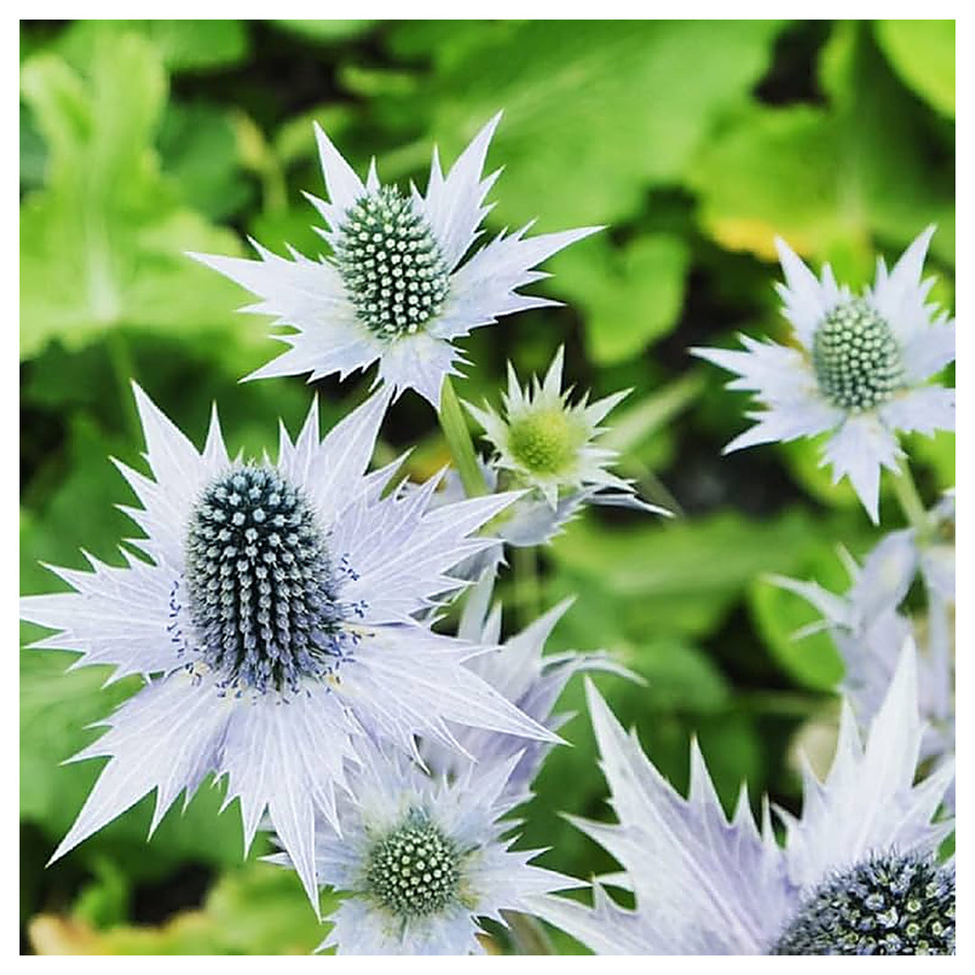 Heirloom Non-GMO Silver Holly Flower Seeds for Winter Gardens and Decorative Landscaping | Neera Seeds product photo [neera-v4-63ca9dd6c168c4290a51]