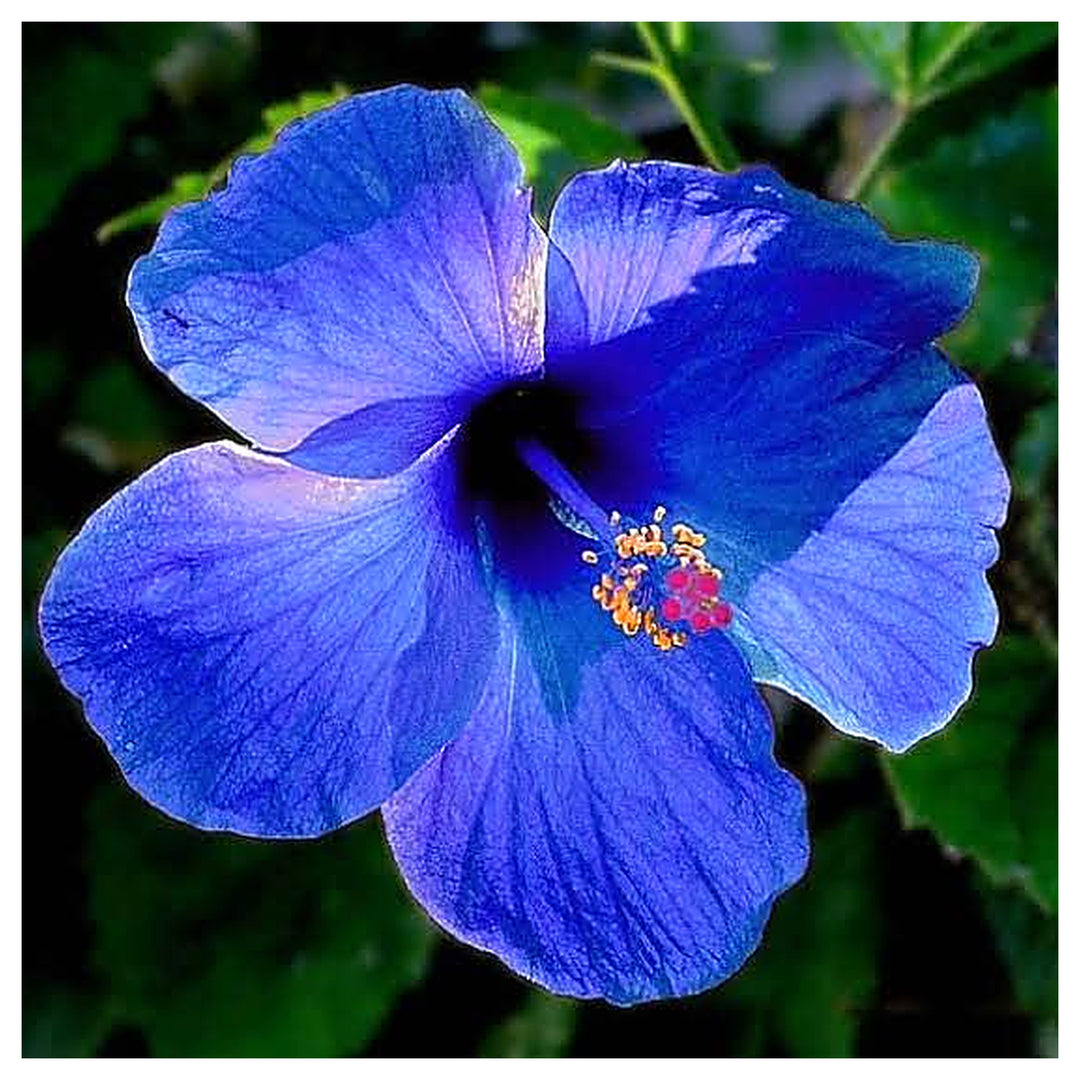 Heirloom Hibiscus Bonsai Flower Seeds for Planting – Unique Garden Bloom &amp; Miniature Ornamental Tree | Neera Seeds product photo [neera-v4-63d877b721b0c32c36cb]