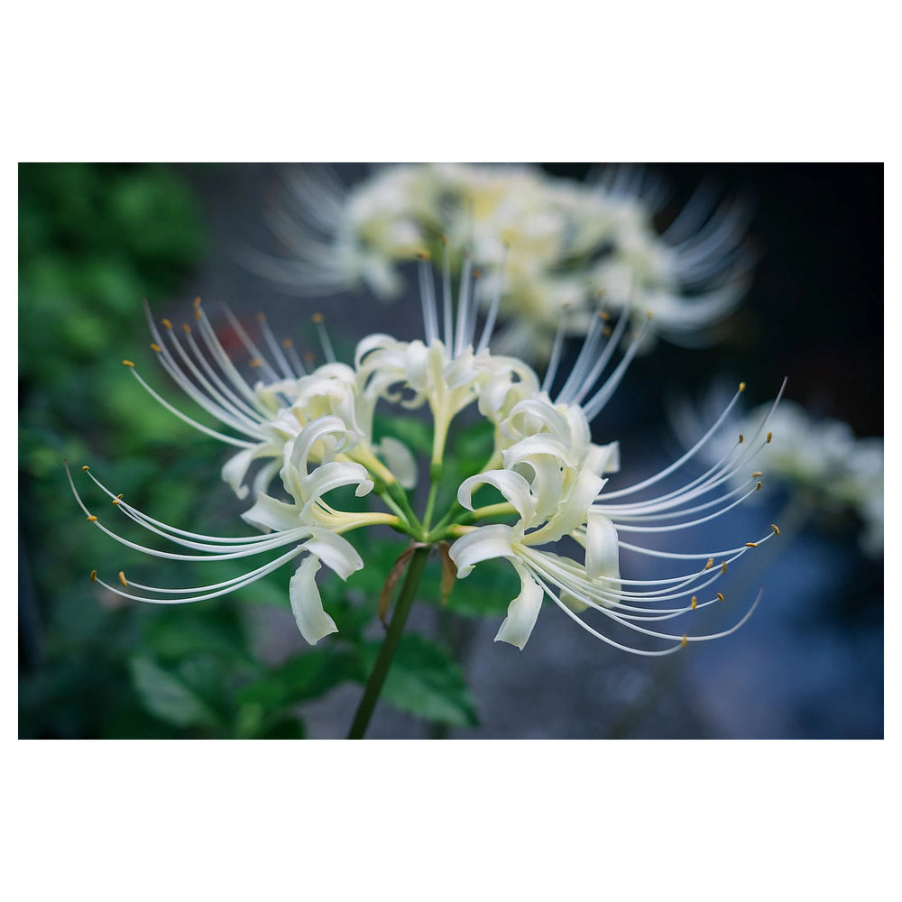 Heirloom Non-GMO Lycoris Radiata Flower Seeds for Planting – Red Spider Lily Perennial Blooms | Neera Seeds product photo [neera-v4-63db82136852f9a07ffa]