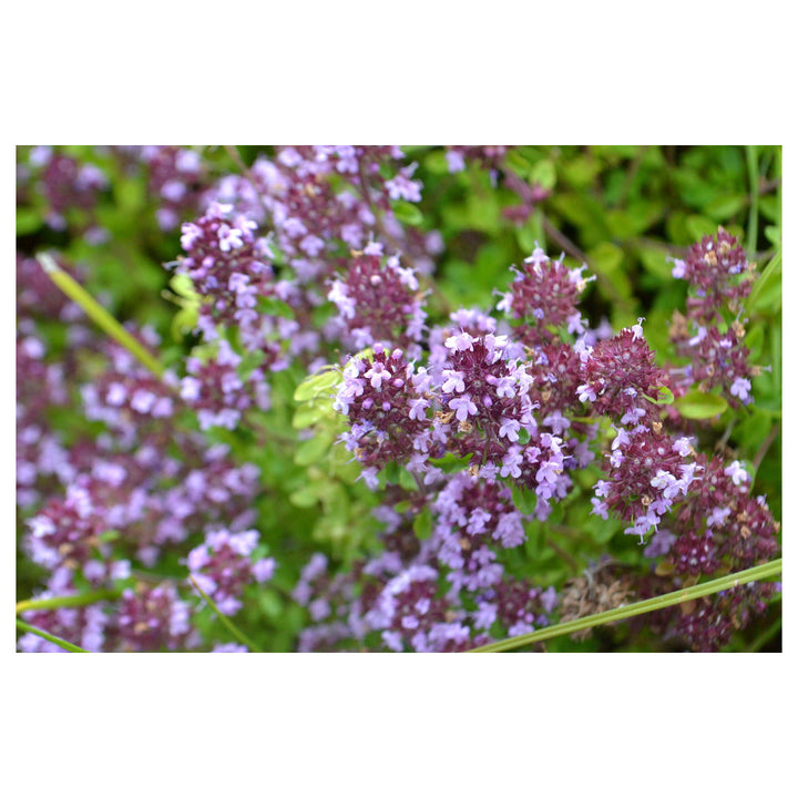 Serpyllum Violet Seeds for Planting – Organic, Heirloom, Non-GMO Creeping Thyme Seeds | Neera Seeds product photo [neera-v4-63e5bdf7031801ee10f9]