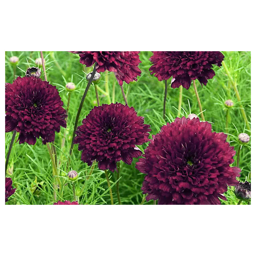 Cosmos Double Click Cranberries Flower Seeds for Planting – Vibrant, Heirloom Garden Blooms | Neera Seeds product photo [neera-v4-63e6a1b81b49049f51df]