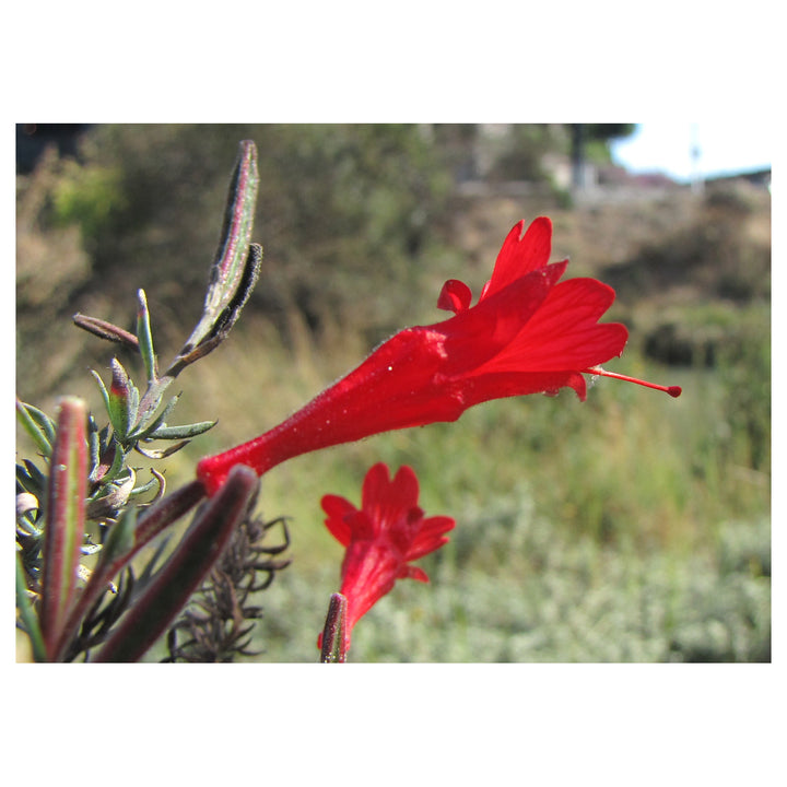 Epilobium Canum Flower Seeds – Heirloom, Non-GMO, Hummingbird-Friendly Blooms for Planting | Neera Seeds product photo [neera-v4-63f2552b5abe42246fdc]