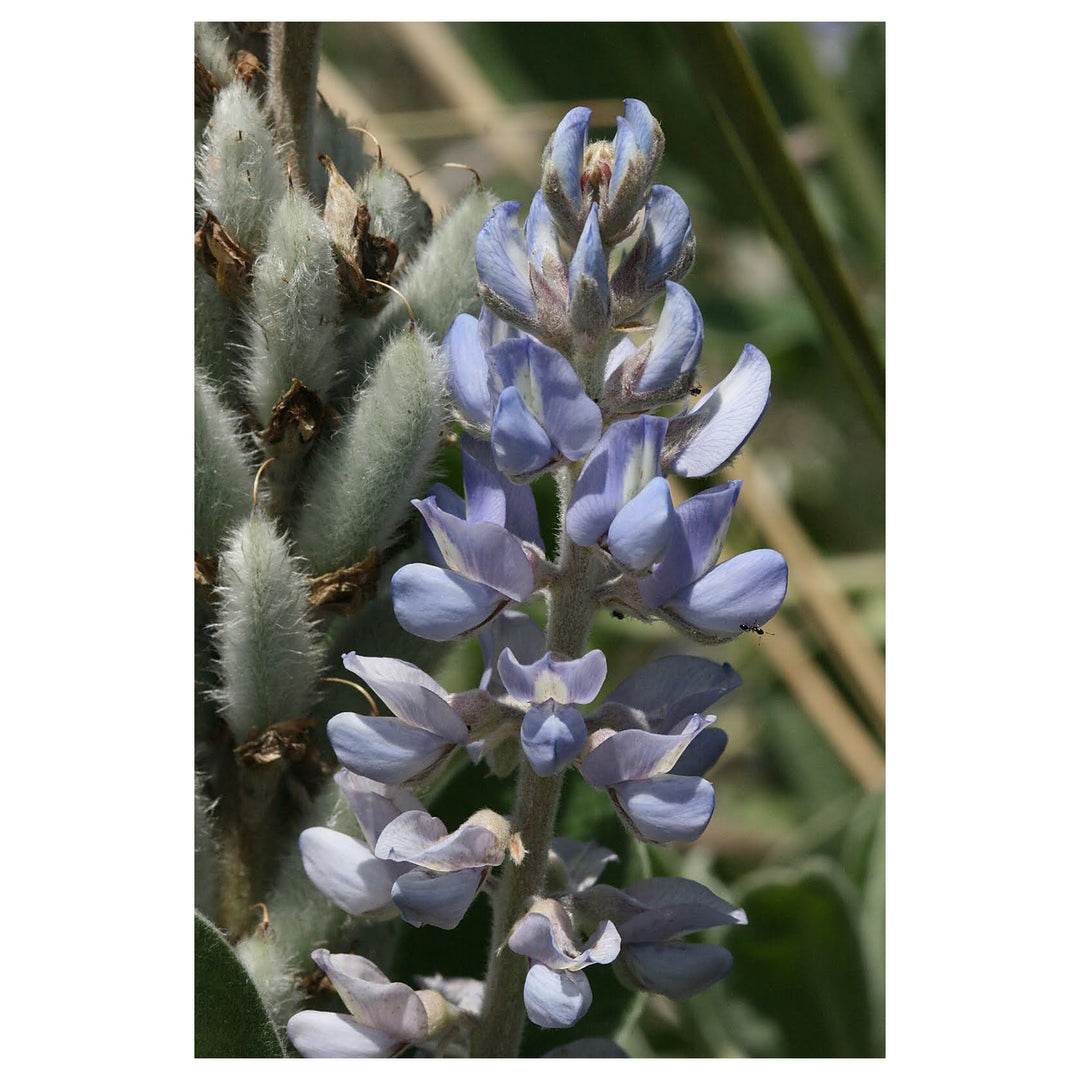 Sky Blue Lupine Flower Seeds for Planting - Heirloom and NON GMO Garden Seeds, Wild Field Lupin | Neera Seeds product photo [neera-v4-63f58cacec903669e6a5]