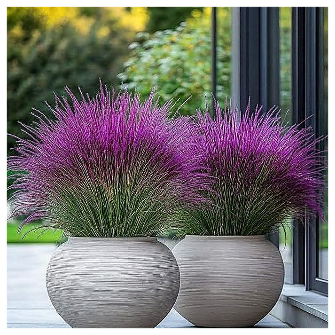 Marron and brown Pampas Grass Flower Seeds for Planting – Heirloom &amp; Non-GMO Ornamental Garden Seeds | Neera Seeds product photo [neera-v4-63f94aa4a7757dc13be0]