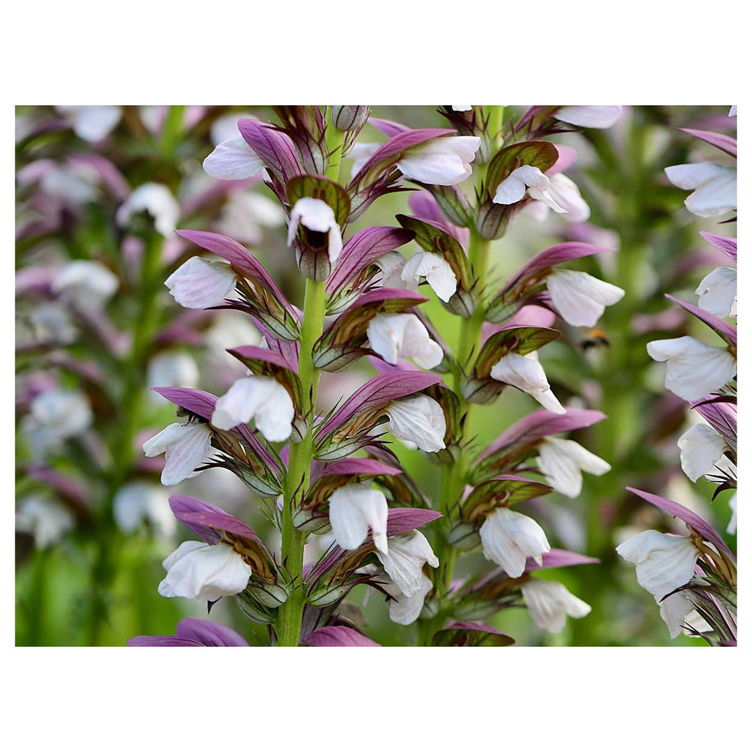 Purple White Acanthus Plant Seeds – Heirloom Non-GMO Bear’s Breeches Seeds for Bold Garden Foliage | Neera Seeds product photo [neera-v4-63ff54afcd48bd1a1b0a]