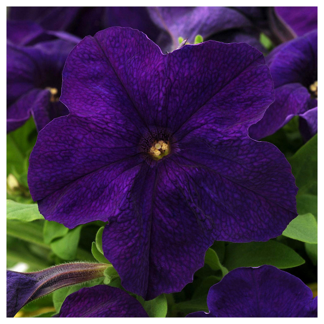 Purple Dark Petunia Alderman Vibrant Garden Flowers Flower Seeds Home Garden Planting, | Neera Seeds product photo [neera-v4-6400d5aed98d919a682a]