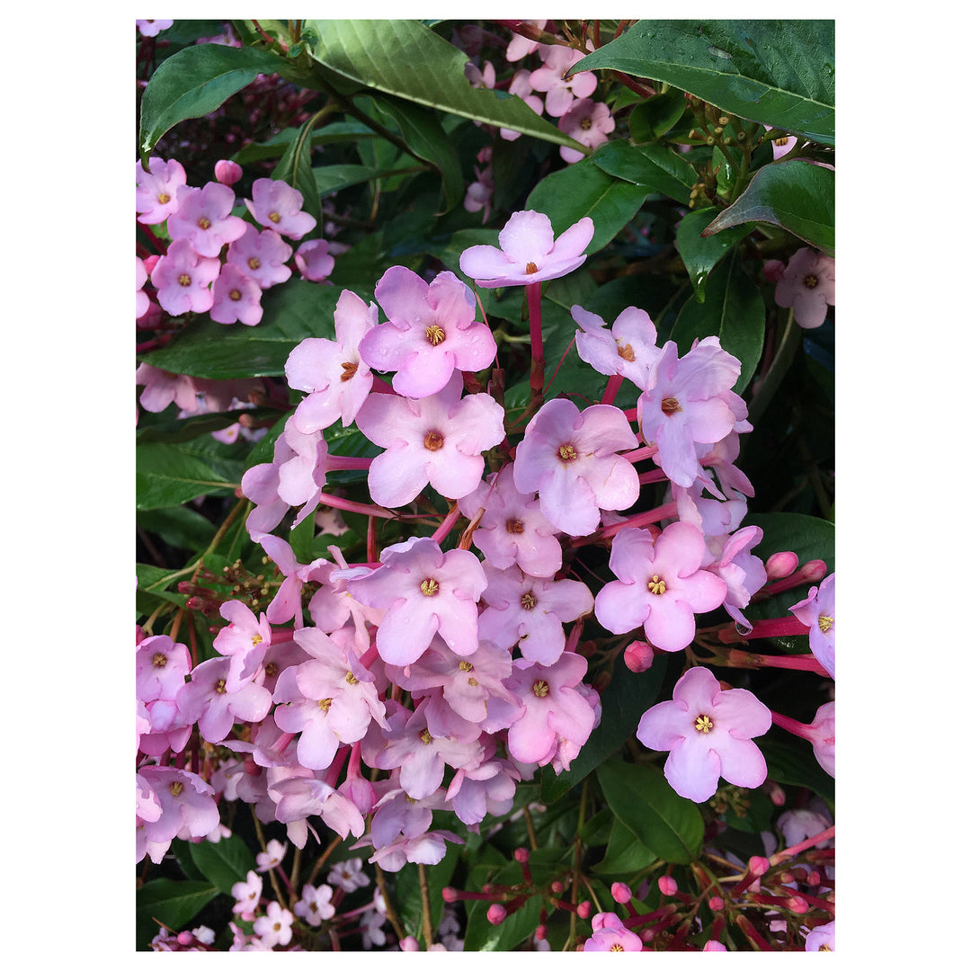 Luculia Gratissima Flower Seeds for Planting – Fragrant Pink Blooms for Garden &amp; Balcony | Neera Seeds product photo [neera-v4-6403e736ac8e3011fda2]