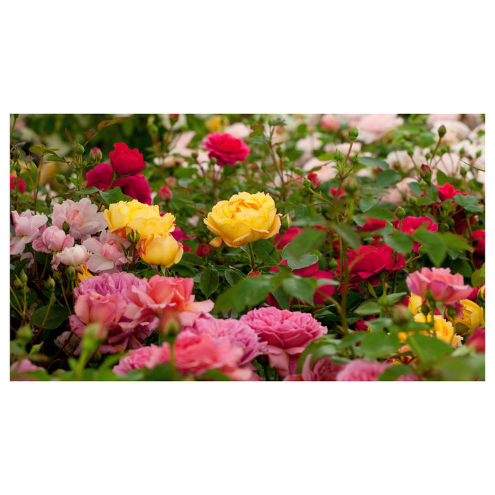 Mixed Miniature Rose Plant Seeds for Planting - Heirloom Non-GMO High Germination Organic Garden Seeds | Neera Seeds product photo [neera-v4-6404f797758690da624f]