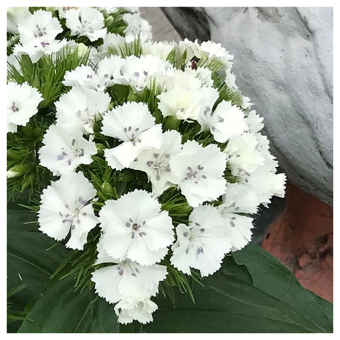 White Dianthus Flower Seeds for Planting – Fragrant, Fast-Growing Blooms | Neera Seeds product photo [neera-v4-640dcf9e9361e77021cf]