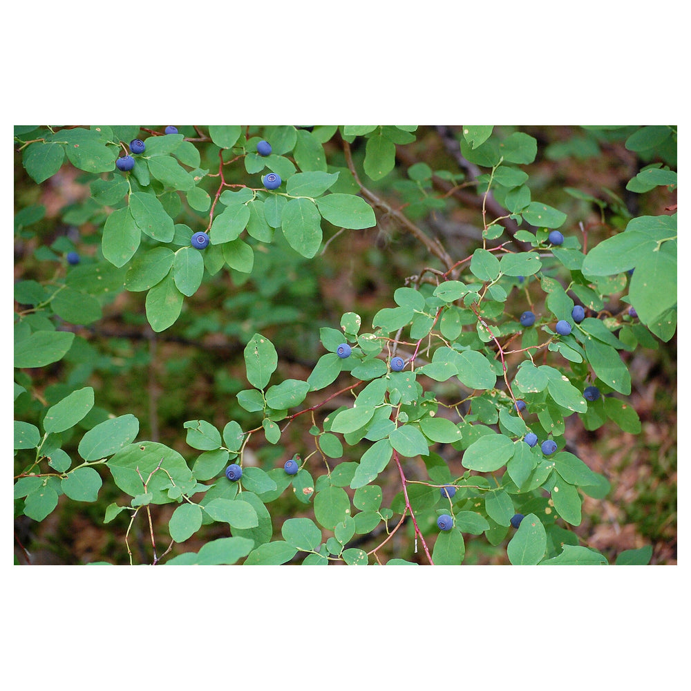Heirloom Mountain Huckleberry Bush Seeds - Non-GMO, High Germination Organic Fruit Garden Seeds for Planting | Neera Seeds product photo [neera-v4-64108b195e7d2567fbb0]