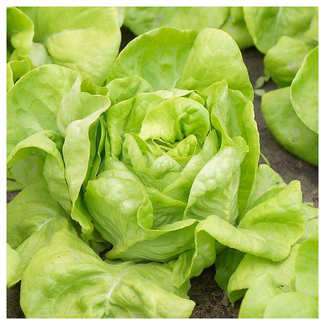 Butterhead Lettuce Seeds for Planting | Heirloom, Non-GMO, High Germination Organic Garden Seeds | Neera Seeds product photo [neera-v4-6411882523810757be88]