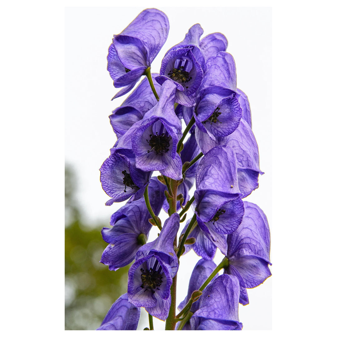 Heirloom Blue Aconitum Napellus Flower Seeds for Planting - Non-GMO garden seeds | Neera Seeds product photo [neera-v4-6417fecd0e40ddf8b401]