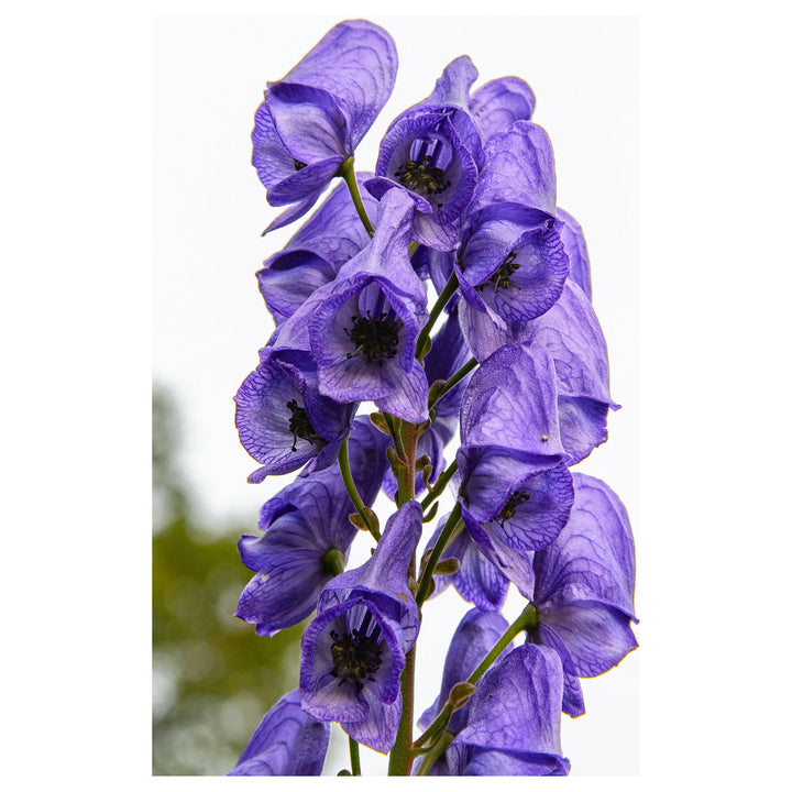 Heirloom Blue Aconitum Napellus Flower Seeds for Planting - Non-GMO garden seeds | Neera Seeds product photo [neera-v4-6417fecd0e40ddf8b401]