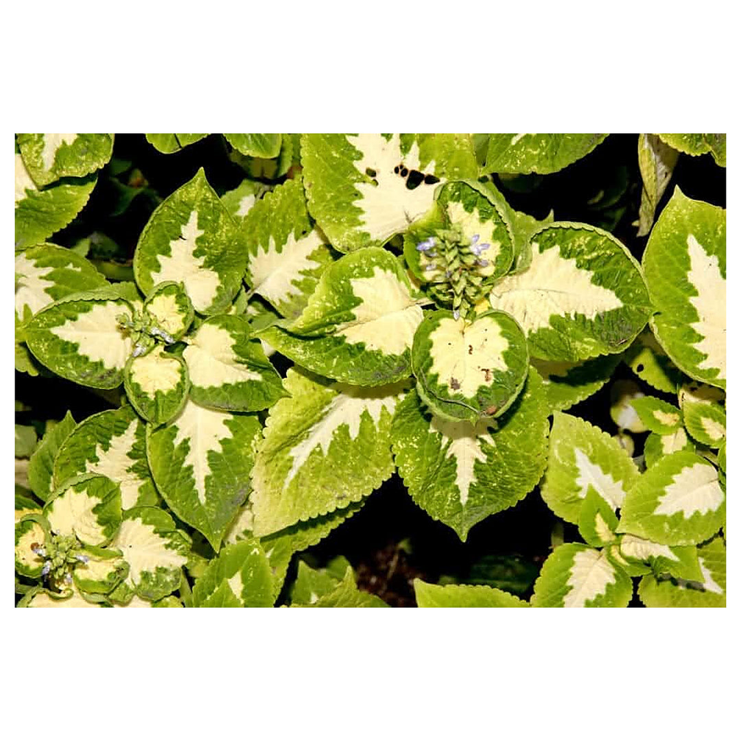 Green White Coleus Plant Seeds for Planting | Heirloom Non-GMO High Germination Organic Garden Seeds | Neera Seeds product photo [neera-v4-643be651ca38c73b7f8b]