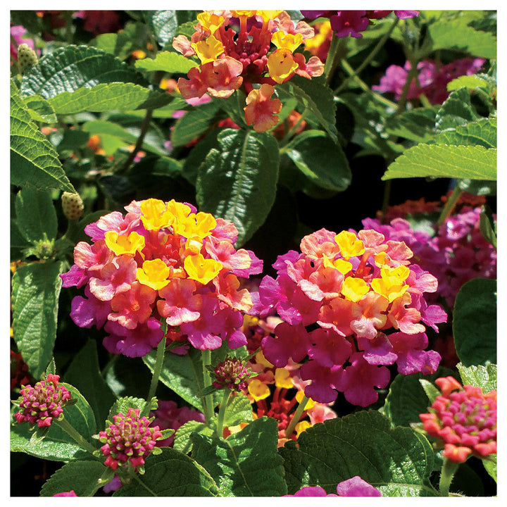 Mixed Rose &amp; Lantana Heirloom Non-GMO Seeds for Planting | Neera Seeds product photo [neera-v4-6440b44eea6e8d00949a]