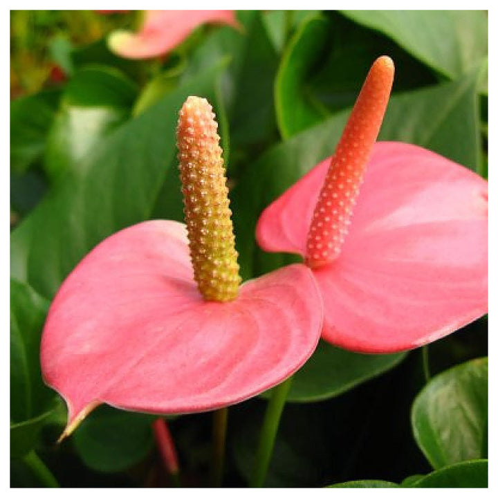 Heirloom Non-GMO Anthurium Flower Seeds for Planting – Fresh Pink Exotic Blooms, High Germination Organic Garden Se | Neera Seeds product photo [neera-v4-64431b975be56a4f4dab]