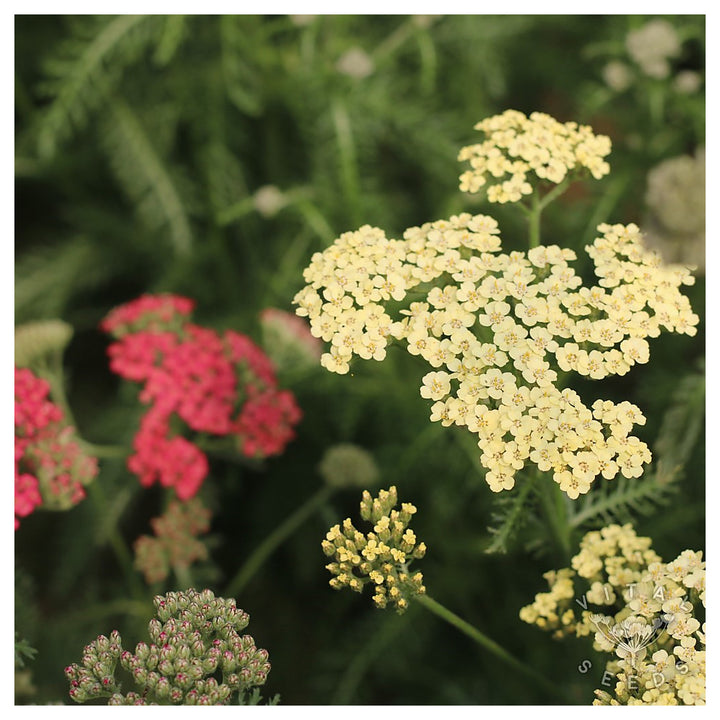 Mixed Yarrow Flower Seeds for Planting – Heirloom, Non-GMO, High Germination Organic Garden Seeds | Neera Seeds product photo [neera-v4-644f7cd0a1025a99ae93]