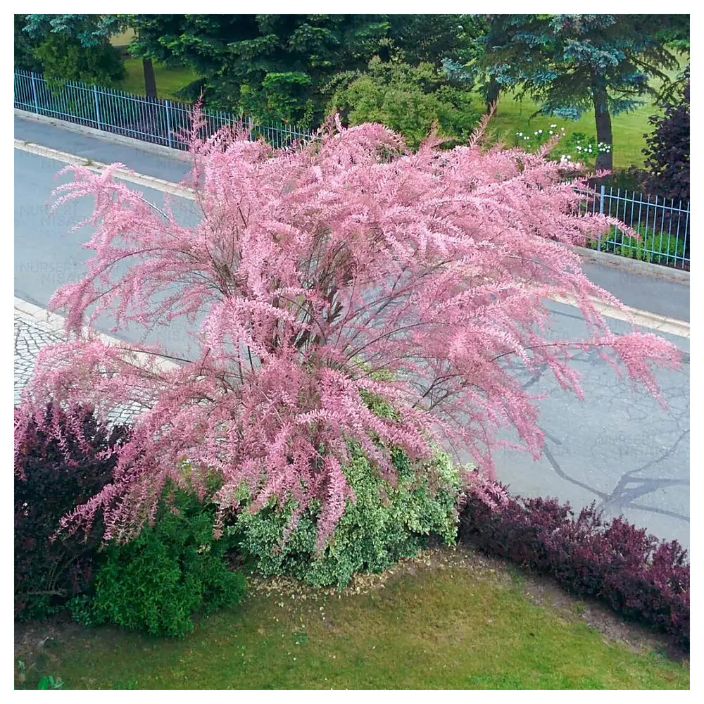 Organic Heirloom Pink Tamarix Ramosissima Plant Seeds for Planting – Non-GMO Ornamental Shrubs | Neera Seeds product photo [neera-v4-646a7b612f4904567a64]
