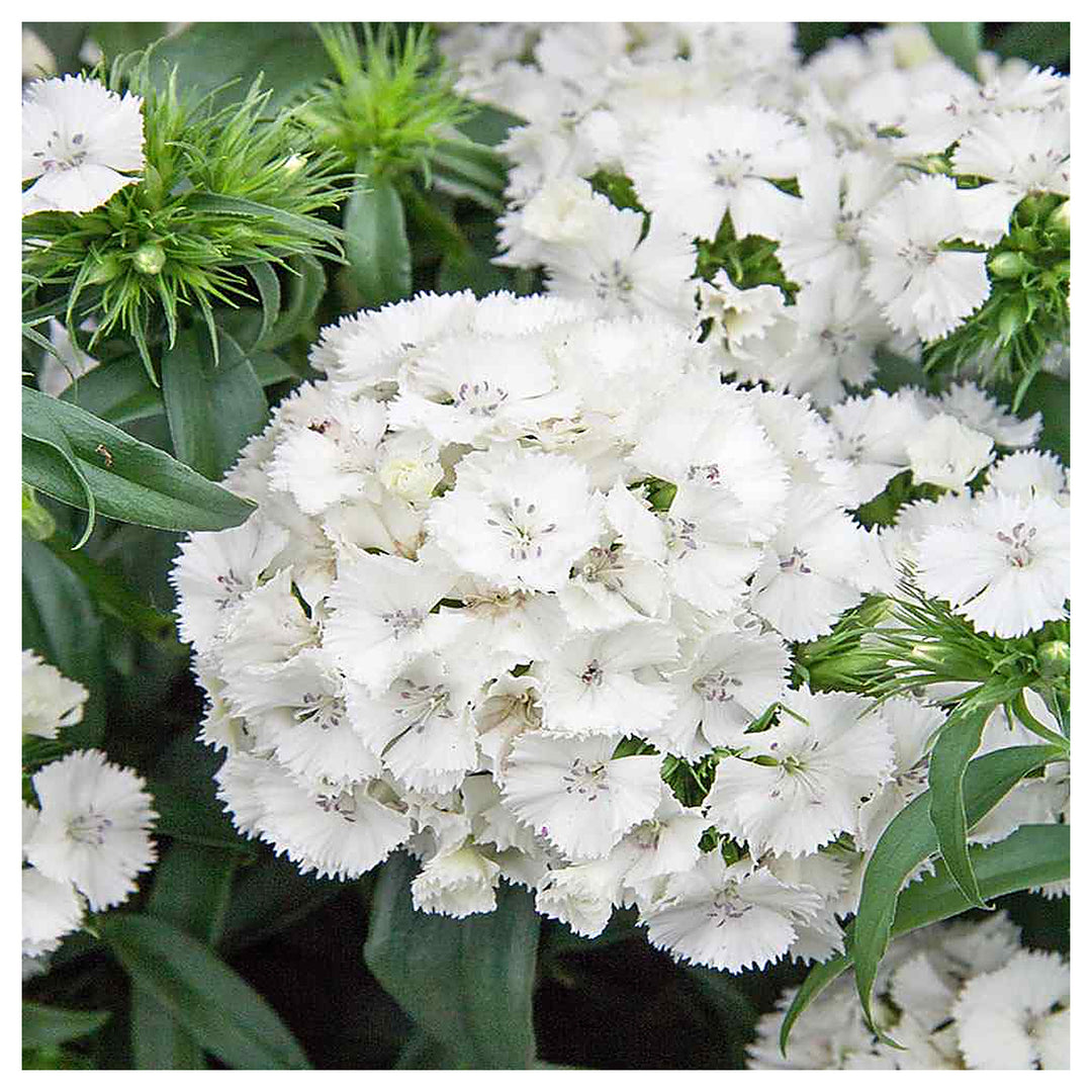 Dianthus Flower Seed for Planting 100 pcs | Neera Seeds product photo [neera-v4-64758e0d6eeacd469541]