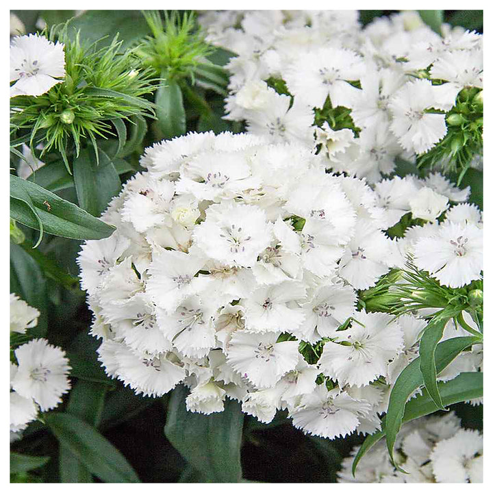Dianthus Flower Seed for Planting 100 pcs | Neera Seeds product photo [neera-v4-64758e0d6eeacd469541]