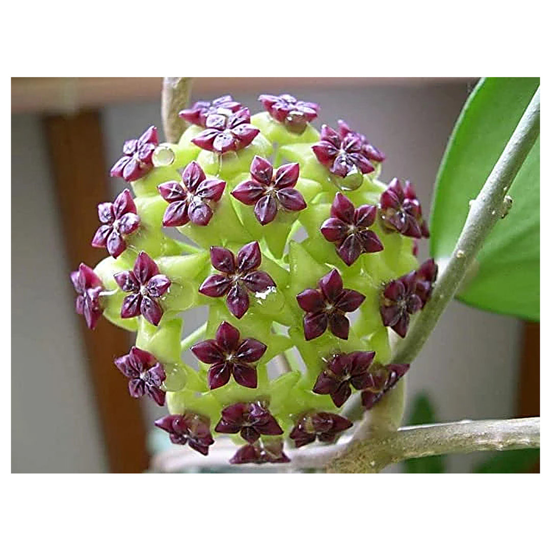 Canossa Flower Seeds for Planting – Heirloom, Non-GMO Seeds | Neera Seeds product photo [neera-v4-6483a8348db6377bc189]