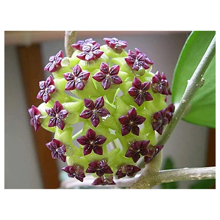 Canossa Flower Seeds for Planting – Heirloom, Non-GMO Seeds | Neera Seeds product photo [neera-v4-6483a8348db6377bc189]