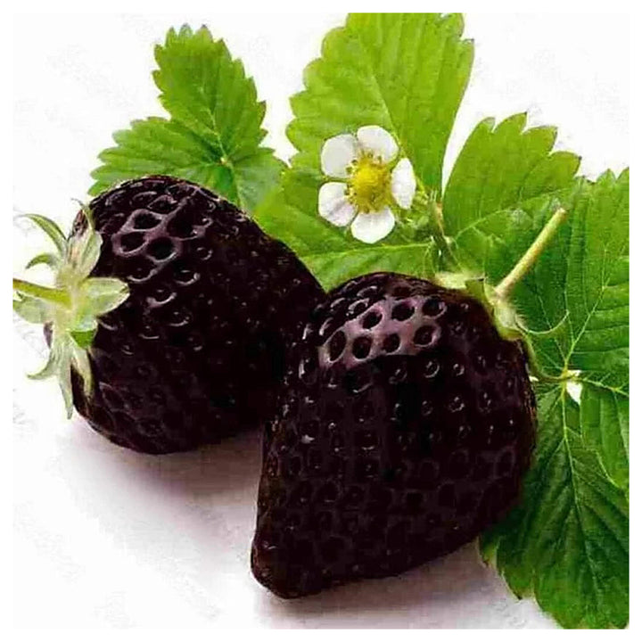 Black Strawberry Fruit Seeds for Planting – Sweet, Juicy Berries for Gardens, Heirloom &amp; Non-GMO, High Germination | Neera Seeds product photo [neera-v4-648a4231019fbd86b25e]
