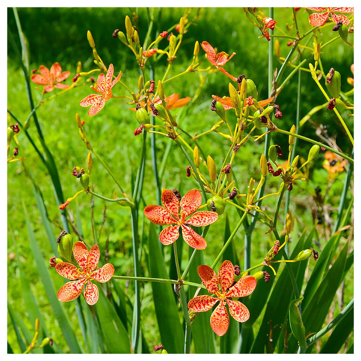 Blackberry Lily Flower Seeds – Heirloom Non-GMO Freckled Blooms for Unique Garden Planting | Neera Seeds product photo [neera-v4-649950e56d78ff99fd05]