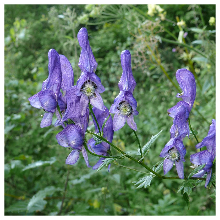 Organic Heirloom Aconitum Flower Seeds for Planting – Unique Variety Non-GMO Shade Blooms, High Germination | Neera Seeds product photo [neera-v4-64aeff1a585434776c34]