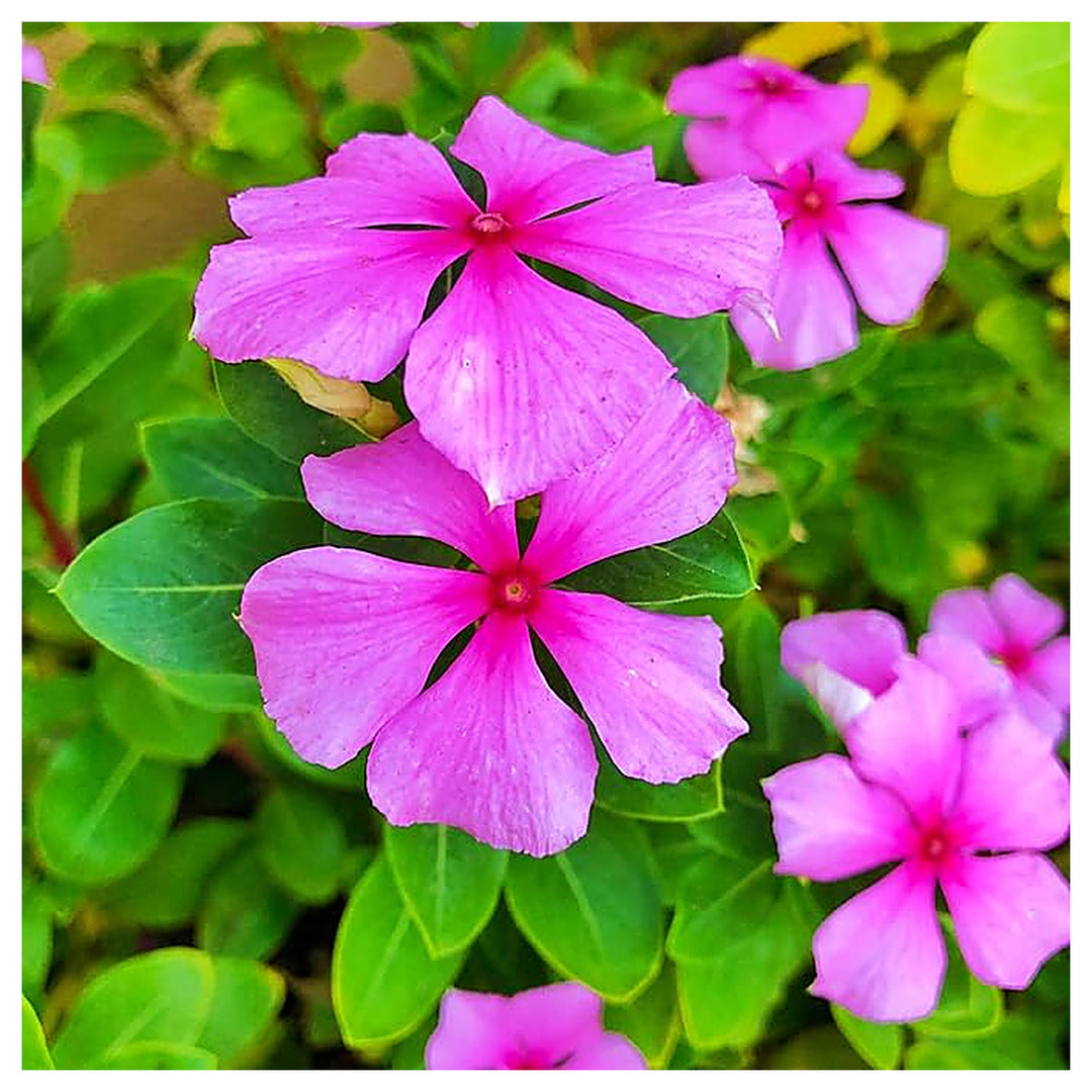 Organic Heirloom Non-GMO Vinca Seeds for Planting – Fresh Vibrant Garden Blooms | Neera Seeds product photo [neera-v4-64bd31af7c03fafe3b3e]