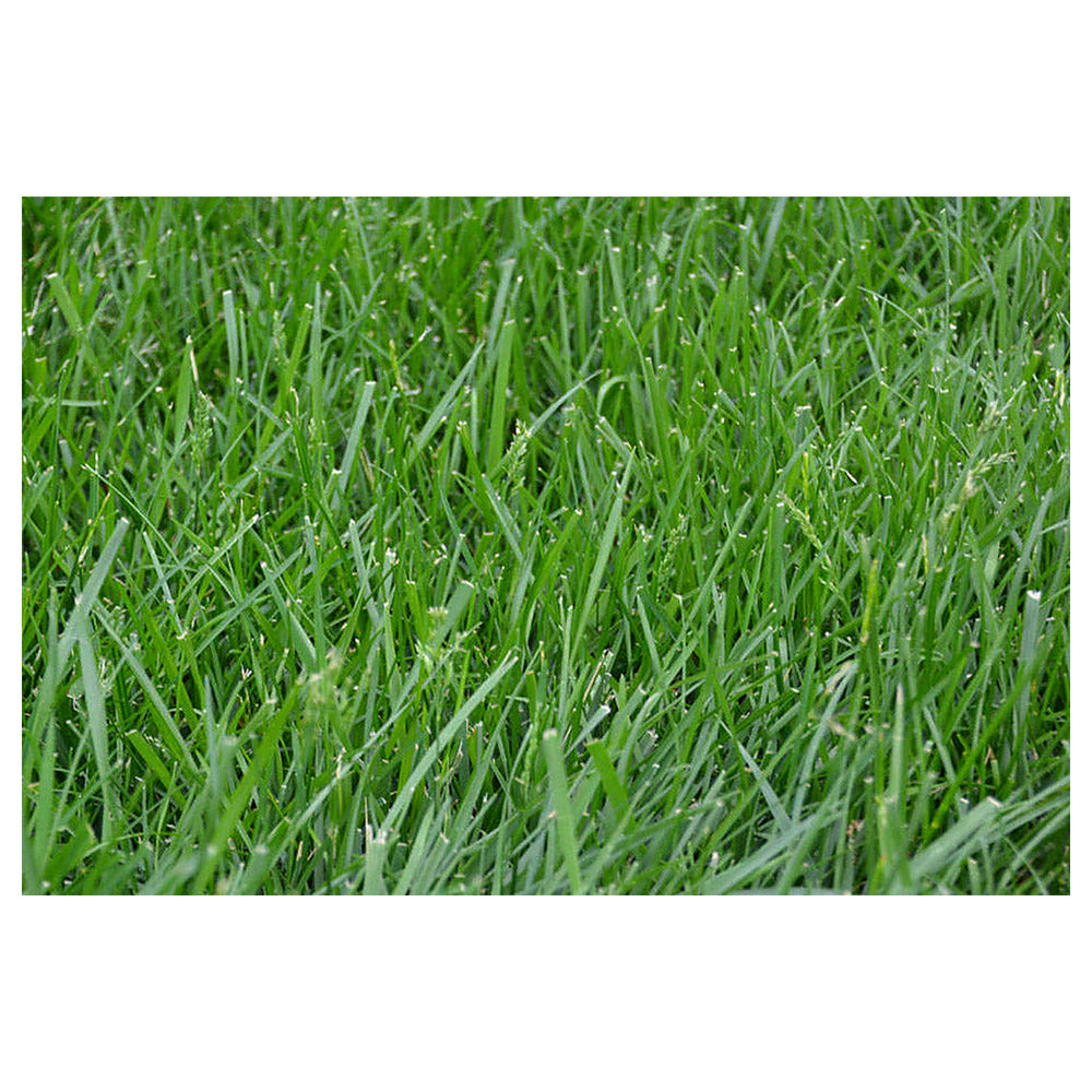 Heirloom Clumping Fescue Plant Seeds, Non-GMO Ornamental Grass for Low-Maintenance Garden Planting | Neera Seeds product photo [neera-v4-64e0ab1a84f17500ba5d]