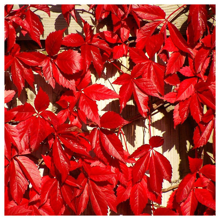 Parthenocissus Seeds for Planting – Organic, Heirloom, Non-GMO Climbing Plant Seeds | Neera Seeds product photo [neera-v4-64e6e190f5558e7e1e2c]