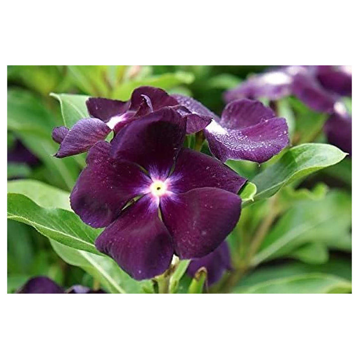 Periwinkle Vinca Dark Purple Flower Seeds - Heirloom, Non-GMO, High Germination Organic Garden Seeds for Planting | Neera Seeds product photo [neera-v4-64e74dc78a2826b609e3]
