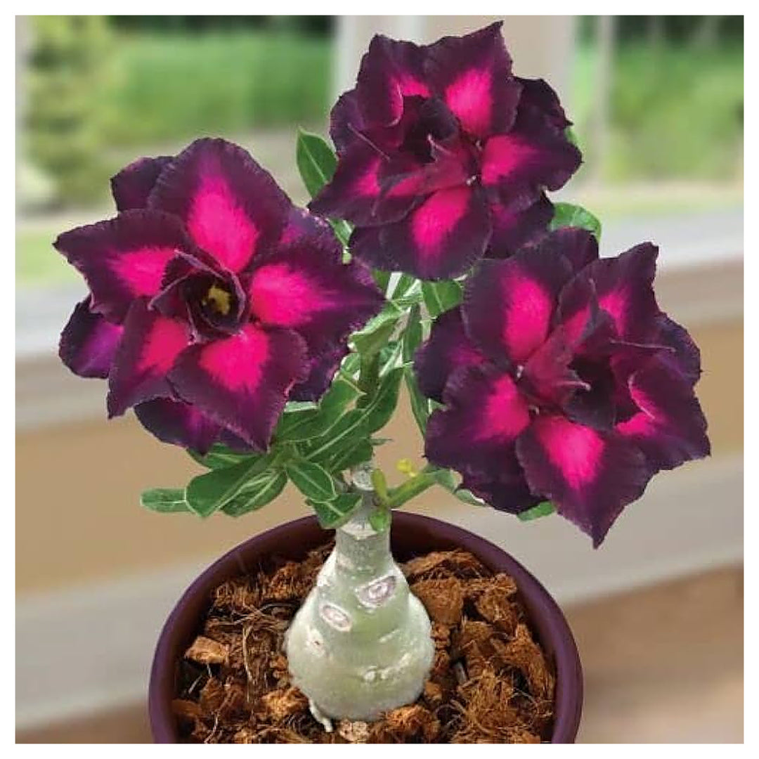 Red Desert Balcony Flower Ornamental Potted Plants Grow Flower Seeds Home Garden Planting, | Neera Seeds product photo [neera-v4-64eb33d717ccde173700]