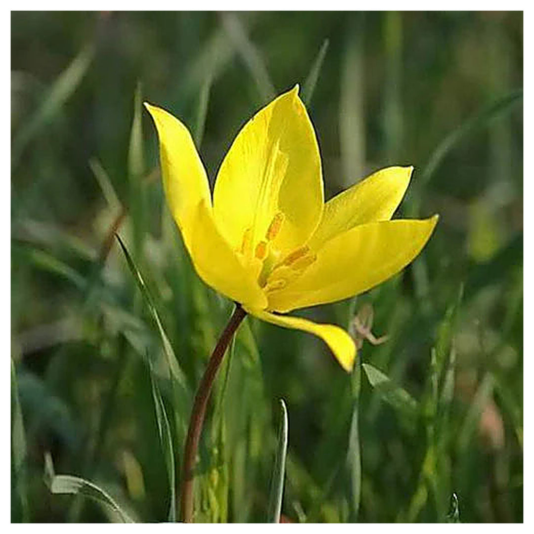 Tulipa Sylvestris Seeds for Planting – Heirloom, Non-GMO, High Germination Wildflower Garden Seeds | Neera Seeds product photo [neera-v4-64f7b91db5368ecd8731]