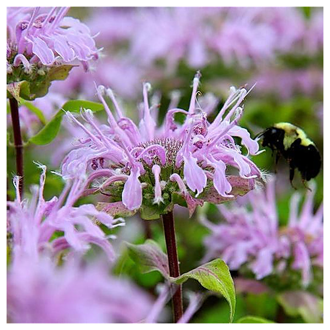 Lavender Beebalm Flower Seeds – Heirloom, Non-GMO Seeds for Planting Pollinator-Friendly Blooms | Neera Seeds product photo [neera-v4-64f957a34cecf7f0cd7a]